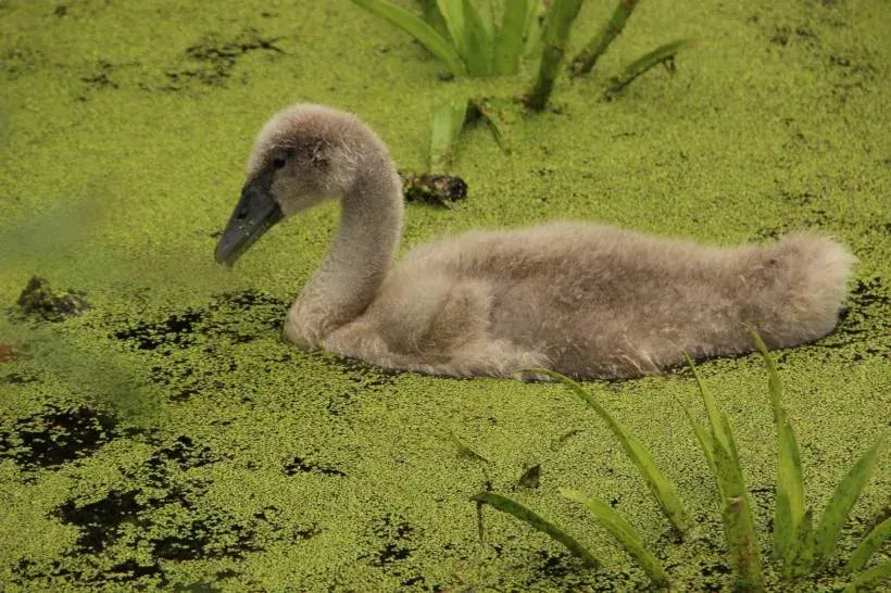 Lentilles d'eau autour d'un jeune cygne