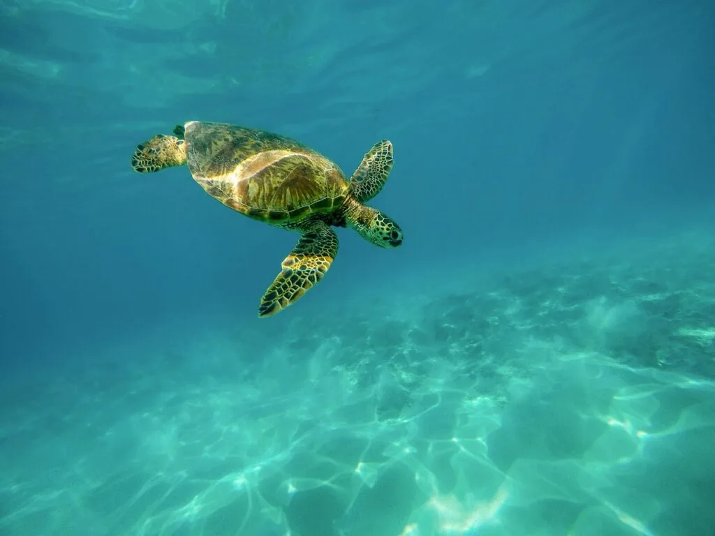 Tortue sous l'eau