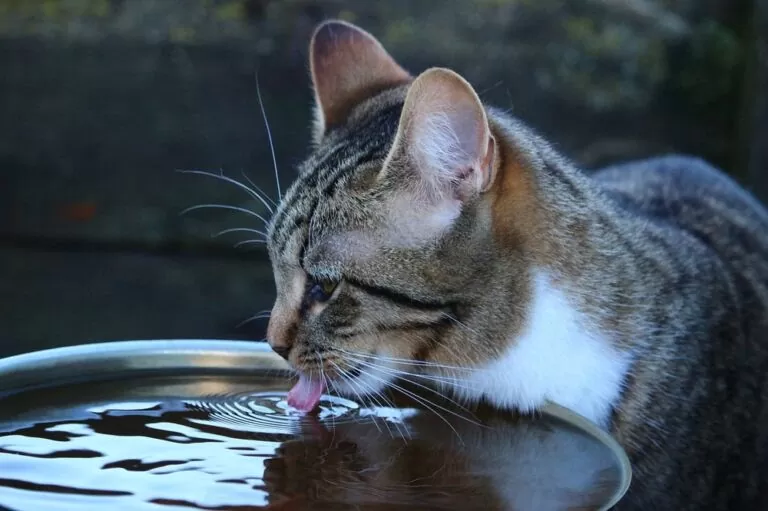 Chat qui boit l'eau dans une coupelle