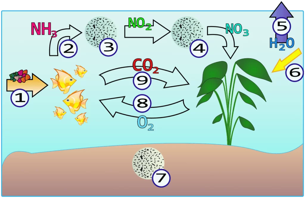 Cycle de l'azote aquatique