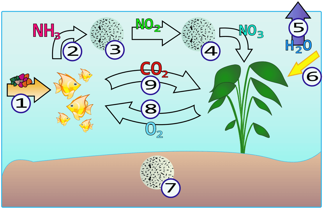 Cycle de l'azote aquatique