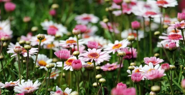 Fleurs sauvages dans un champ