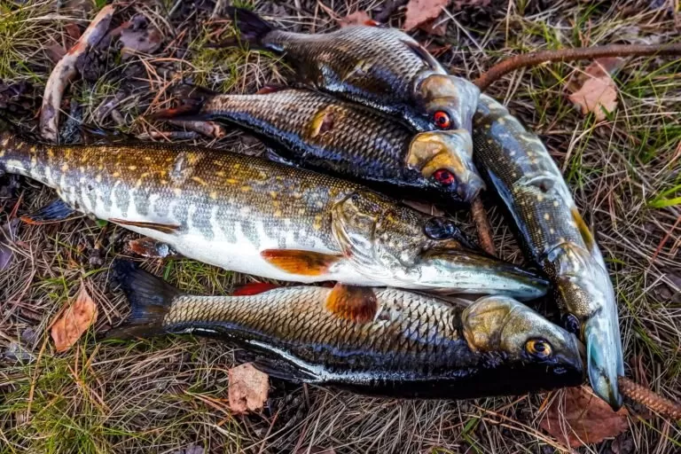 Comment choisir une canne à pêche pour la truite ?