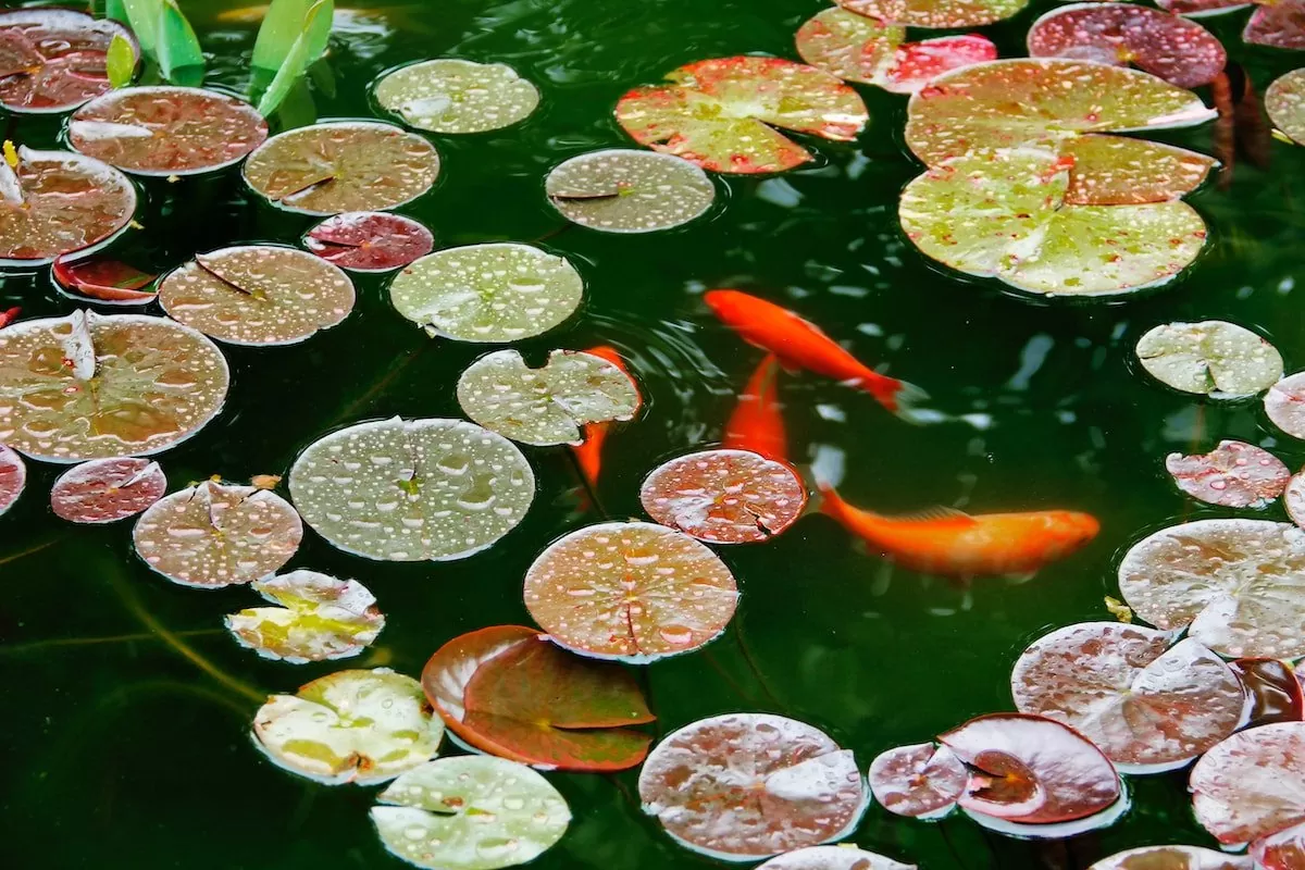orange koi fish on water