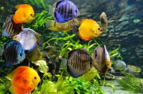 Poissons dans un aquarium