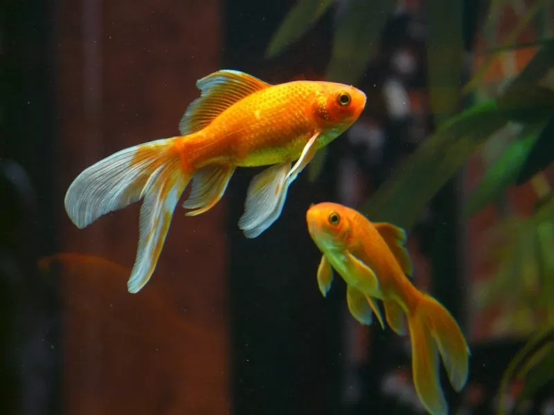 Poissons rouges dans un aquarium