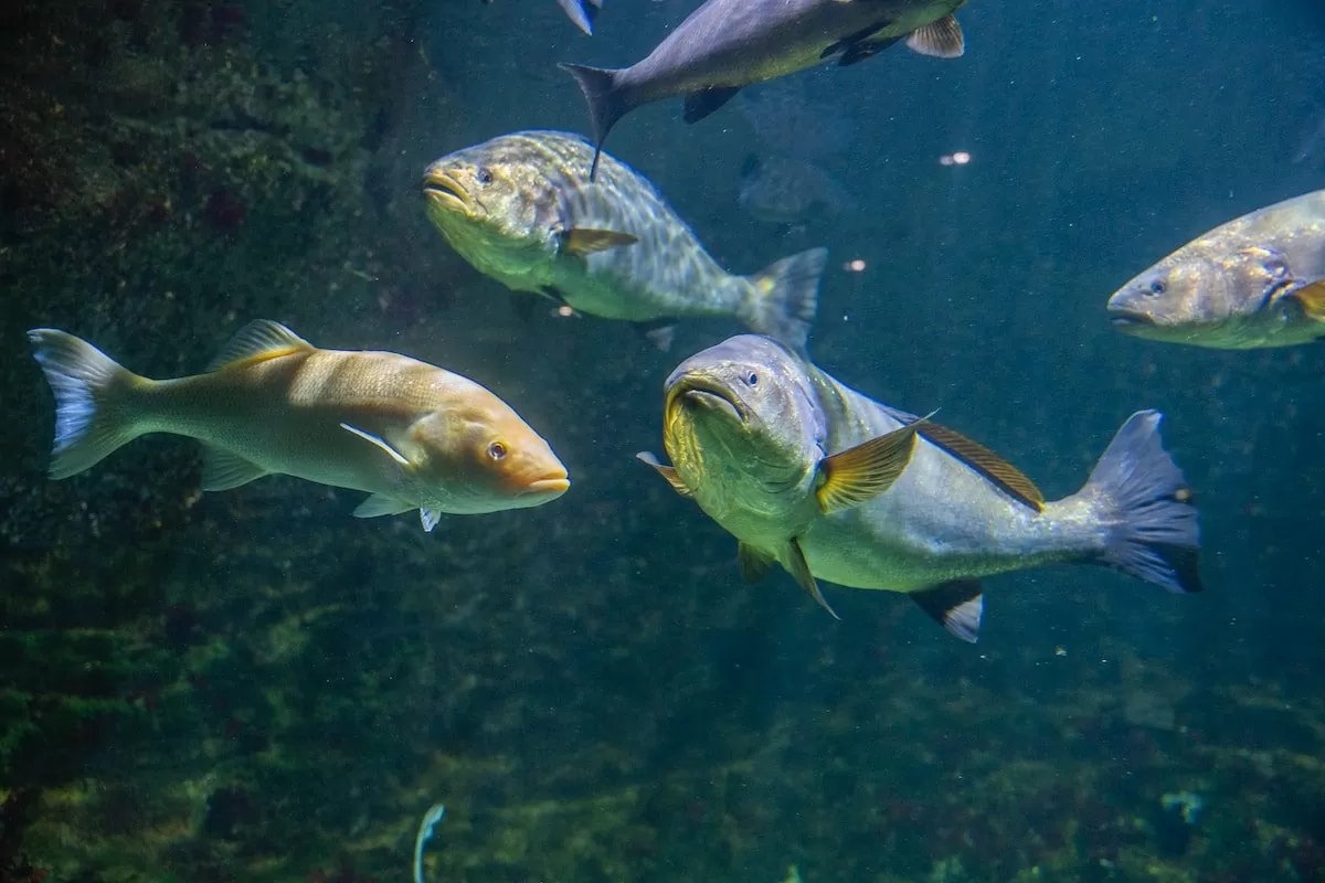 a group of fish swimming in the water